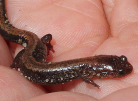 Red-backed Salamander